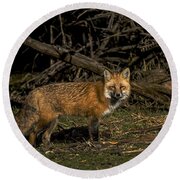 Fox In Sunlit Forest Clearing Round Beach Towel