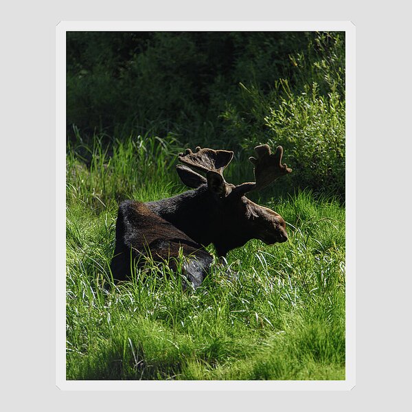 Moose Resting In Sunlit Meadow In Grand Teton National Park Sticker