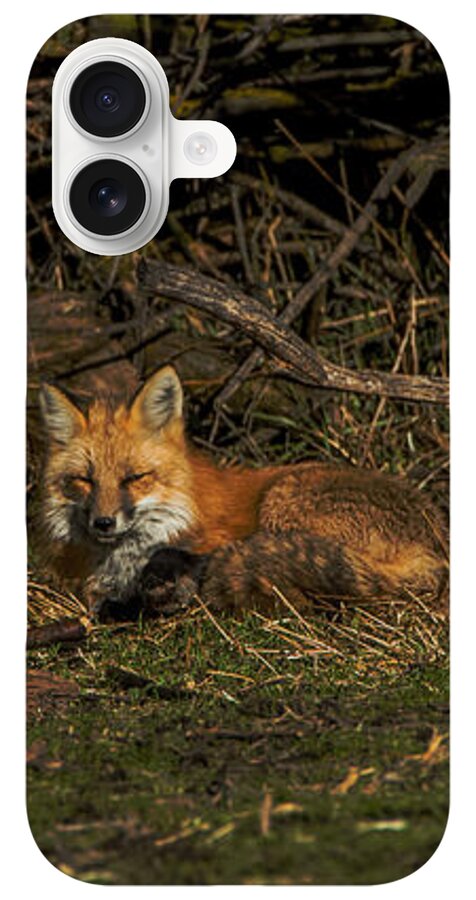 Fox Resting In Sunlit Clearing iPhone Case