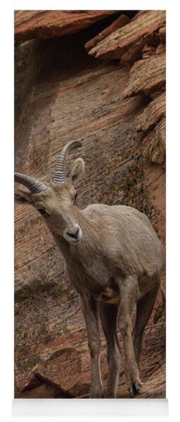 Bighorn Sheep On Rocky Terrain Yoga Mat
