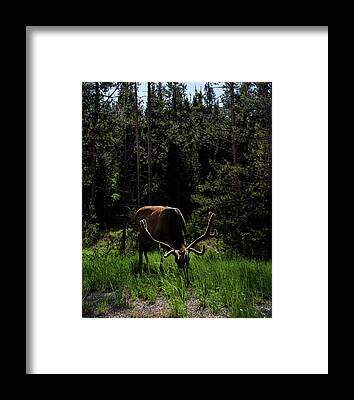 Shop for Wildlife Framed Prints