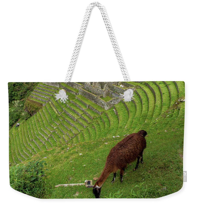 Winay Wayna With Grazing Llama Weekender Tote Bag