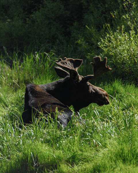Moose Resting In Sunlit Meadow In Grand Teton National Park Art Print