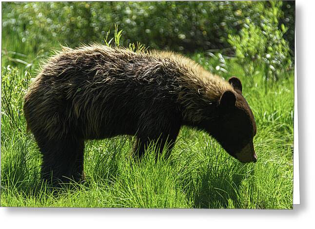 Solitary Bear In Grand Teton National Park Greeting Card