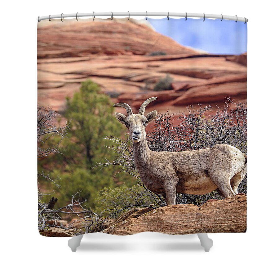 Big Horn Sheep In Zion National Park Shower Curtain