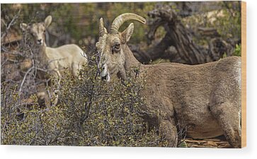 Shop for Zion National Park Wood Prints