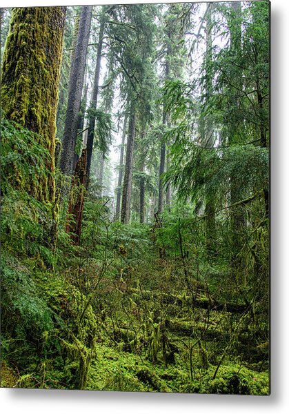 Misty Forest Silhouettes In Olympic National Park Metal Print