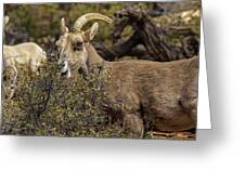 Mountain Goats in Natural Habitat Greeting Card