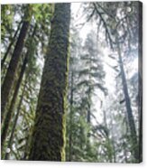Majestic Forest Canopy In Olympic National Park Acrylic Print