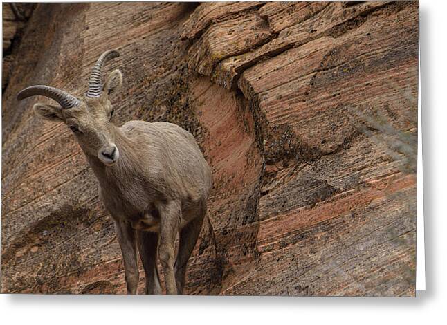 Bighorn Sheep On Rocky Terrain Greeting Card