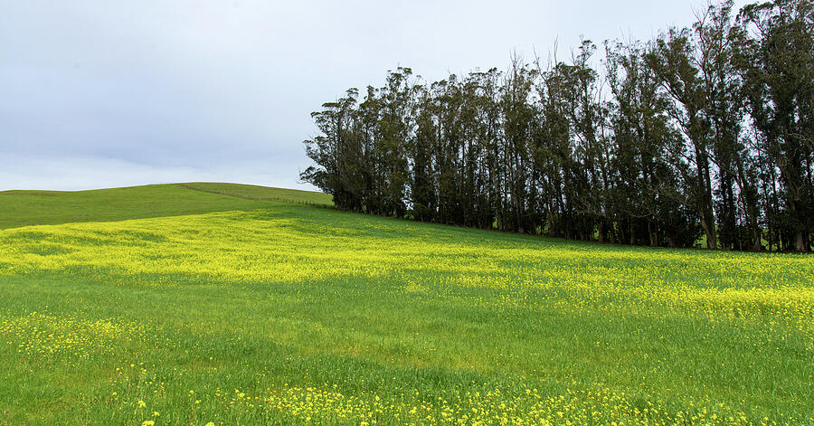Rolling Hills with Blooming Wildflowers Photograph by Brandon Wichmann