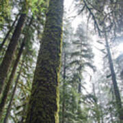 Majestic Forest Canopy In Olympic National Park Poster