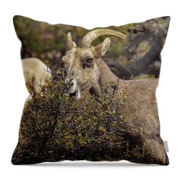 Mountain Goats in Natural Habitat Throw Pillow