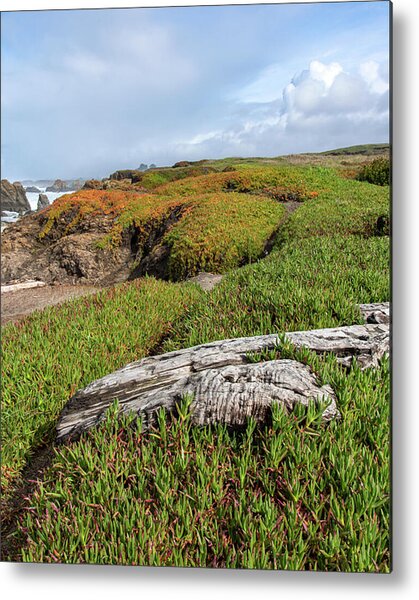 Coastal Landscape with Driftwood Metal Print