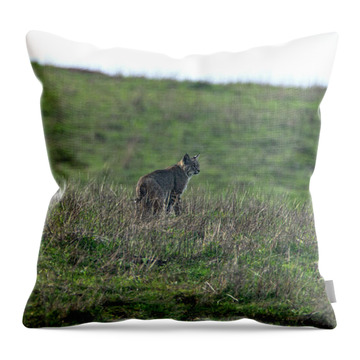 Bobcat in Grassy Field Throw Pillow