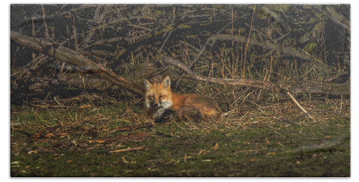 Fox Resting In Sunlit Clearing Bath Towel