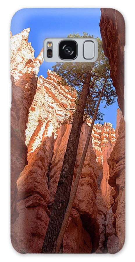 Tree Reaches Skyward In Bryce Canyon National Park Galaxy Case