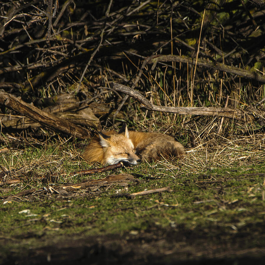 Peaceful Fox in Sunlit Meadow Photograph by Brandon Wichmann