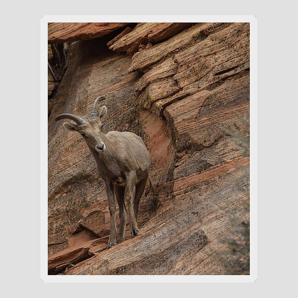 Bighorn Sheep On Rocky Terrain Sticker