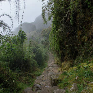 Misty Forest Pathway on the Inca Trail by Brandon Wichmann