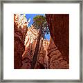 Tree Reaches Skyward In Bryce Canyon National Park Framed Print