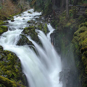 Serene Flow Through Mossy Forest by Brandon Wichmann