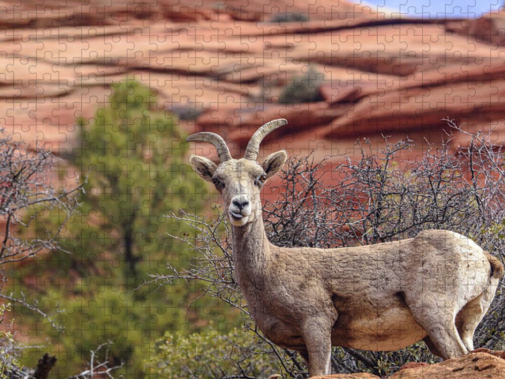 Big Horn Sheep In Zion National Park Jigsaw Puzzle