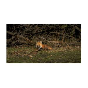 Fox Resting in Sunlit Clearing by Brandon Wichmann