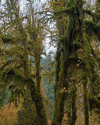 Tree Posters