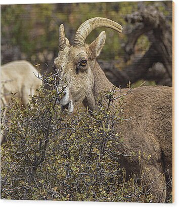 Bighorn Sheep in Zion National Park Wood Print by Brandon Wichmann