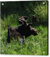 Moose Resting In Sunlit Meadow In Grand Teton National Park Acrylic Print