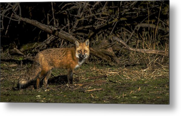 Fox In Sunlit Forest Clearing Metal Print
