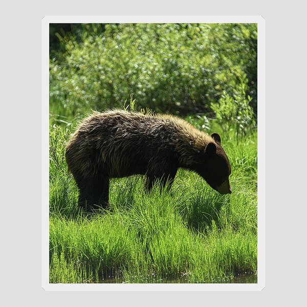 Solitary Bear In Grand Teton National Park Sticker