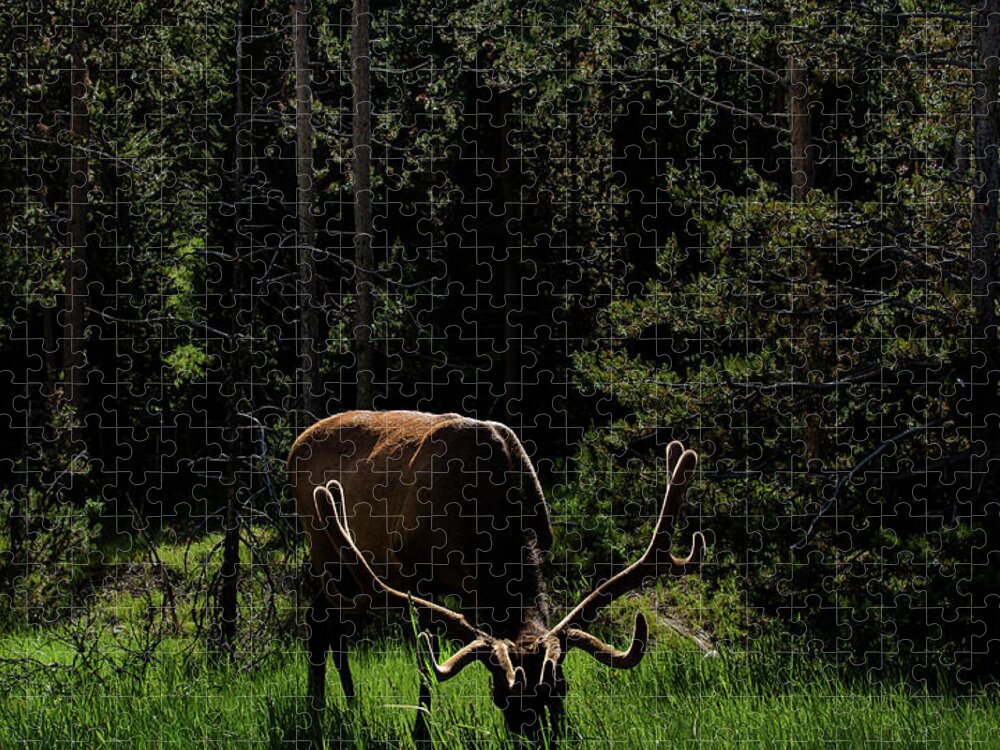 Elk Grazing In A Sunlit Forest In Grand Teton National Park Jigsaw Puzzle