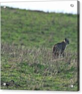 Bobcat in Grassy Field Acrylic Print
