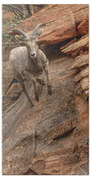 Big Horn Sheep Agile Descent In Zion National Park Bath Towel