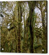 Moss-Covered Trees in a Dense Forest Acrylic Print