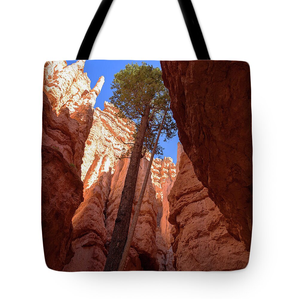 Tree Reaches Skyward In Bryce Canyon National Park Tote Bag
