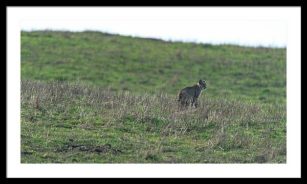 Bobcat in Grassy Field Framed Print