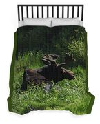 Moose Resting In Sunlit Meadow In Grand Teton National Park Duvet Cover