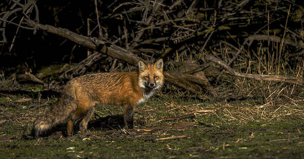 Fox In Sunlit Forest Clearing Poster