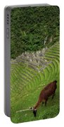 Winay Wayna With Grazing Llama Portable Battery Charger
