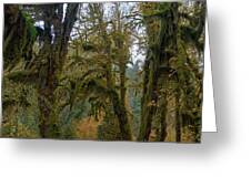 Moss-Covered Forest Trees Greeting Card
