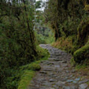 Moss-covered Path Through Lush Forest On The Inca Trail Art Print