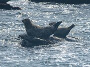 Seals Resting On Rocky Shoreline Jigsaw Puzzle