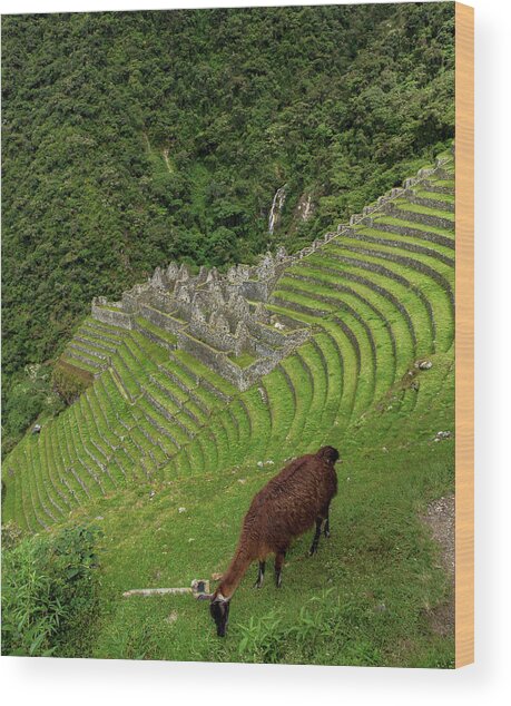Winay Wayna With Grazing Llama Wood Print