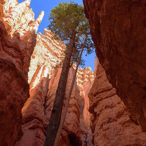 Tree Reaches Skyward in Bryce Canyon National Park by Brandon Wichmann Tree Reaches Skyward in Bryce Canyon National Park by Brandon Wichmann