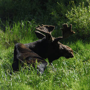 Moose Resting in Sunlit Meadow in Grand Teton National Park by Brandon Wichmann