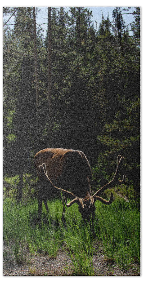 Elk Grazing In A Sunlit Forest In Grand Teton National Park Hand Towel
