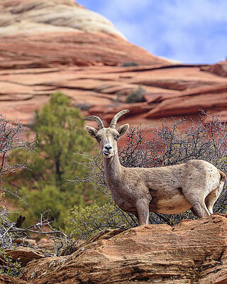 Wall Art featuring the photograph Big Horn Sheep In Zion National Park by Brandon Wichmann